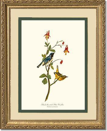 Warbler, Black-throated Blue - Charting Nature