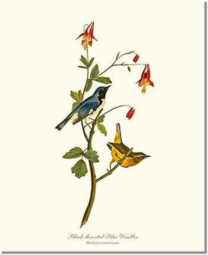 Bird Print: Warbler, Black-throated Blue