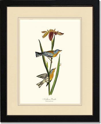 Parula, Northern - Charting Nature