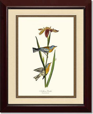 Parula, Northern - Charting Nature