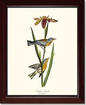 Parula, Northern - Charting Nature