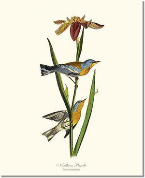 Parula, Northern - Charting Nature