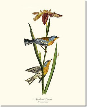 Bird Print: Parula, Northern