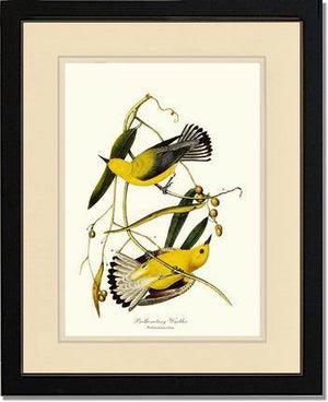 Warbler, Prothonotary - Charting Nature