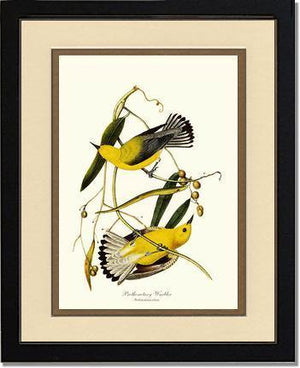 Warbler, Prothonotary - Charting Nature