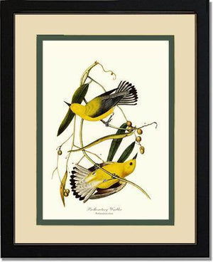 Warbler, Prothonotary - Charting Nature