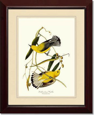 Warbler, Prothonotary - Charting Nature