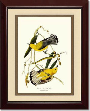 Warbler, Prothonotary - Charting Nature