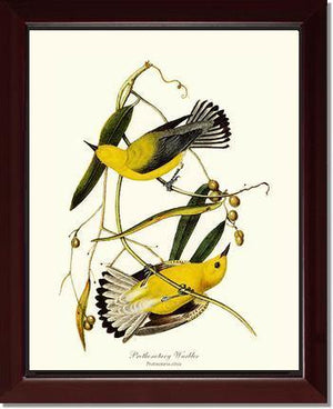 Warbler, Prothonotary - Charting Nature