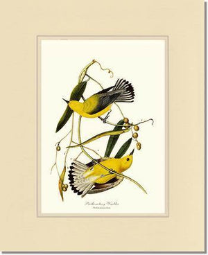 Warbler, Prothonotary - Charting Nature