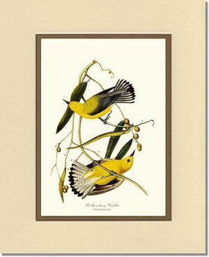 Warbler, Prothonotary - Charting Nature