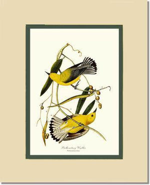 Warbler, Prothonotary - Charting Nature