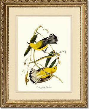Warbler, Prothonotary - Charting Nature