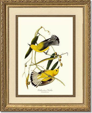 Warbler, Prothonotary - Charting Nature