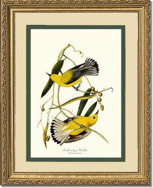 Warbler, Prothonotary - Charting Nature