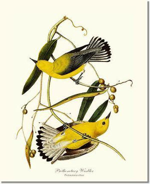 Bird Print: Warbler, Prothonotary