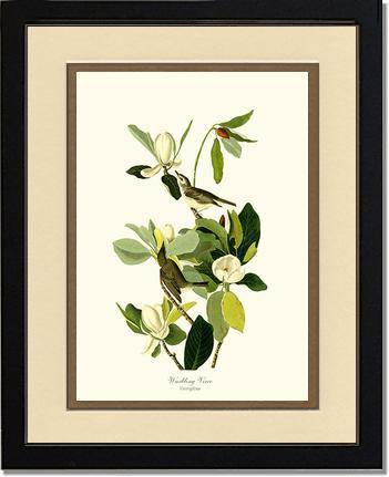 Vireo, Warbling - Charting Nature