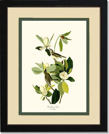 Vireo, Warbling - Charting Nature