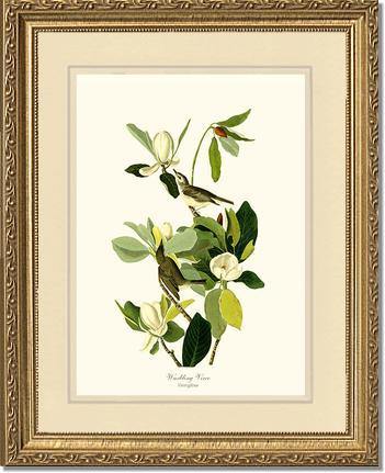 Vireo, Warbling - Charting Nature