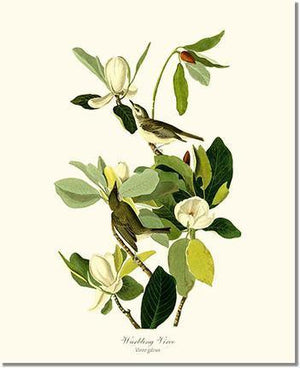 Vireo, Warbling - Charting Nature