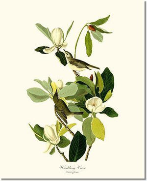 Bird Print: Vireo, Warbling