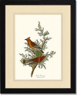 Waxwing, Cedar - Charting Nature