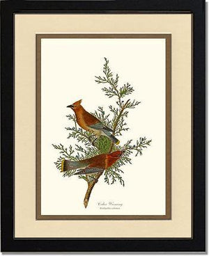 Waxwing, Cedar - Charting Nature