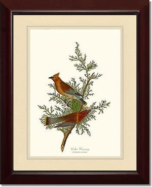 Waxwing, Cedar - Charting Nature