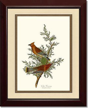 Waxwing, Cedar - Charting Nature