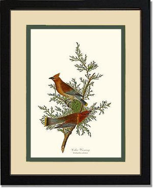 Waxwing, Cedar - Charting Nature