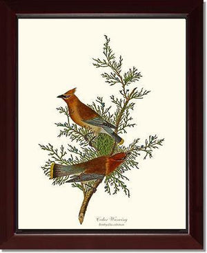 Waxwing, Cedar - Charting Nature