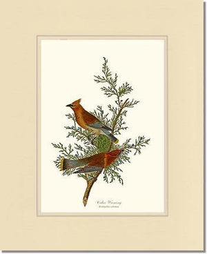 Waxwing, Cedar - Charting Nature