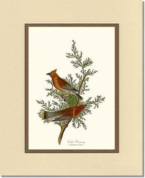 Waxwing, Cedar - Charting Nature