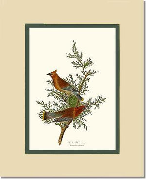 Waxwing, Cedar - Charting Nature