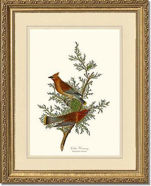 Waxwing, Cedar - Charting Nature