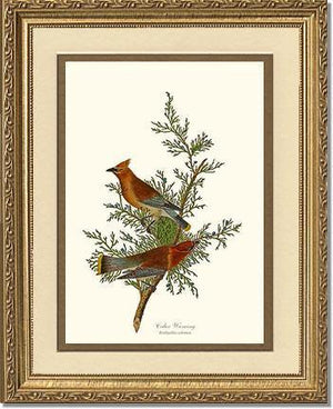Waxwing, Cedar - Charting Nature