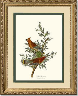 Waxwing, Cedar - Charting Nature