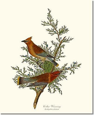 Bird Print: Waxwing, Cedar
