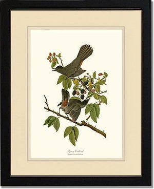 Catbird, Gray - Charting Nature