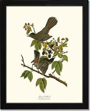 Catbird, Gray - Charting Nature