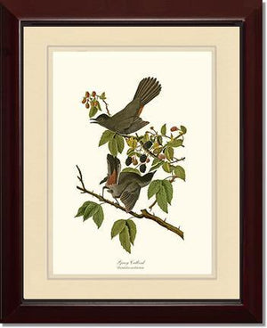 Catbird, Gray - Charting Nature