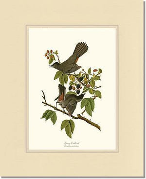 Catbird, Gray - Charting Nature