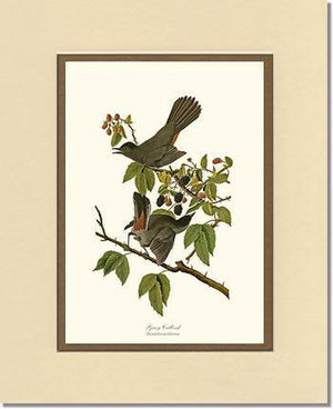 Catbird, Gray - Charting Nature