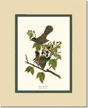 Catbird, Gray - Charting Nature