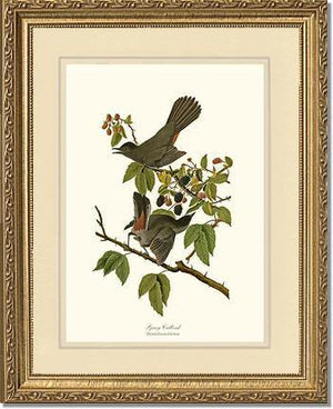 Catbird, Gray - Charting Nature