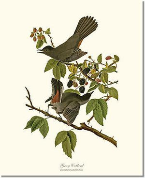 Bird Print: Catbird, Gray