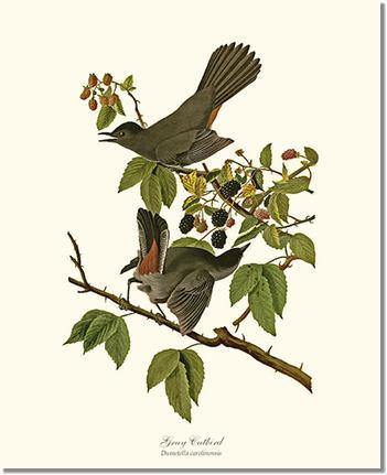 Catbird, Gray