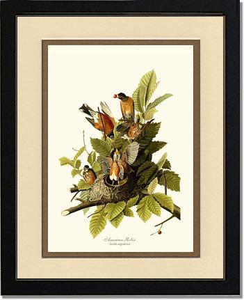 Robin, American - Charting Nature
