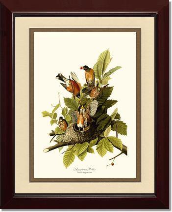 Robin, American - Charting Nature
