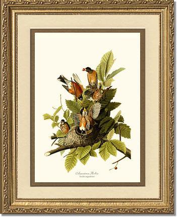 Robin, American - Charting Nature